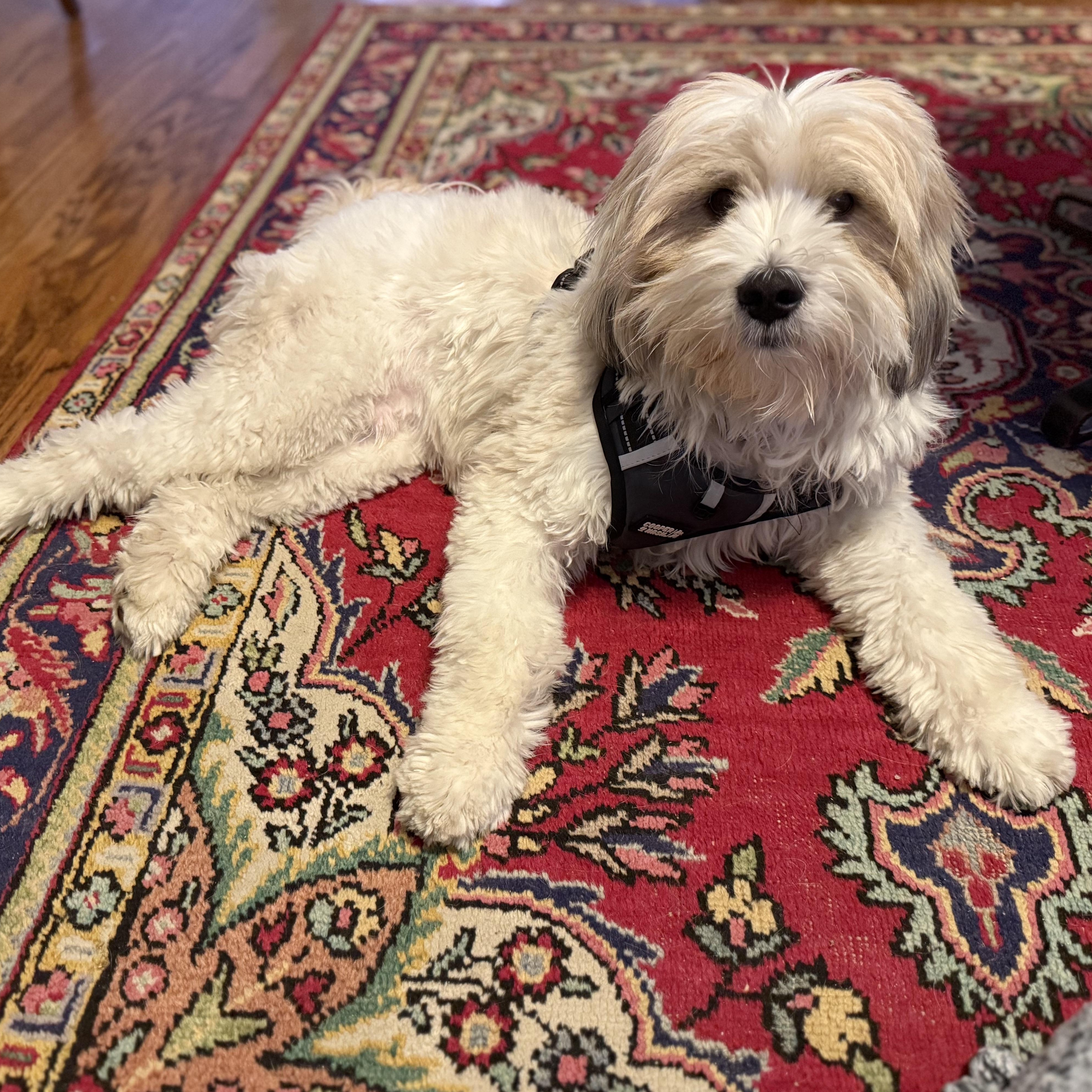 Enlarge Mr. Fluffy Cooper, a Adoptable mixed breed in washington, DC image 4/5