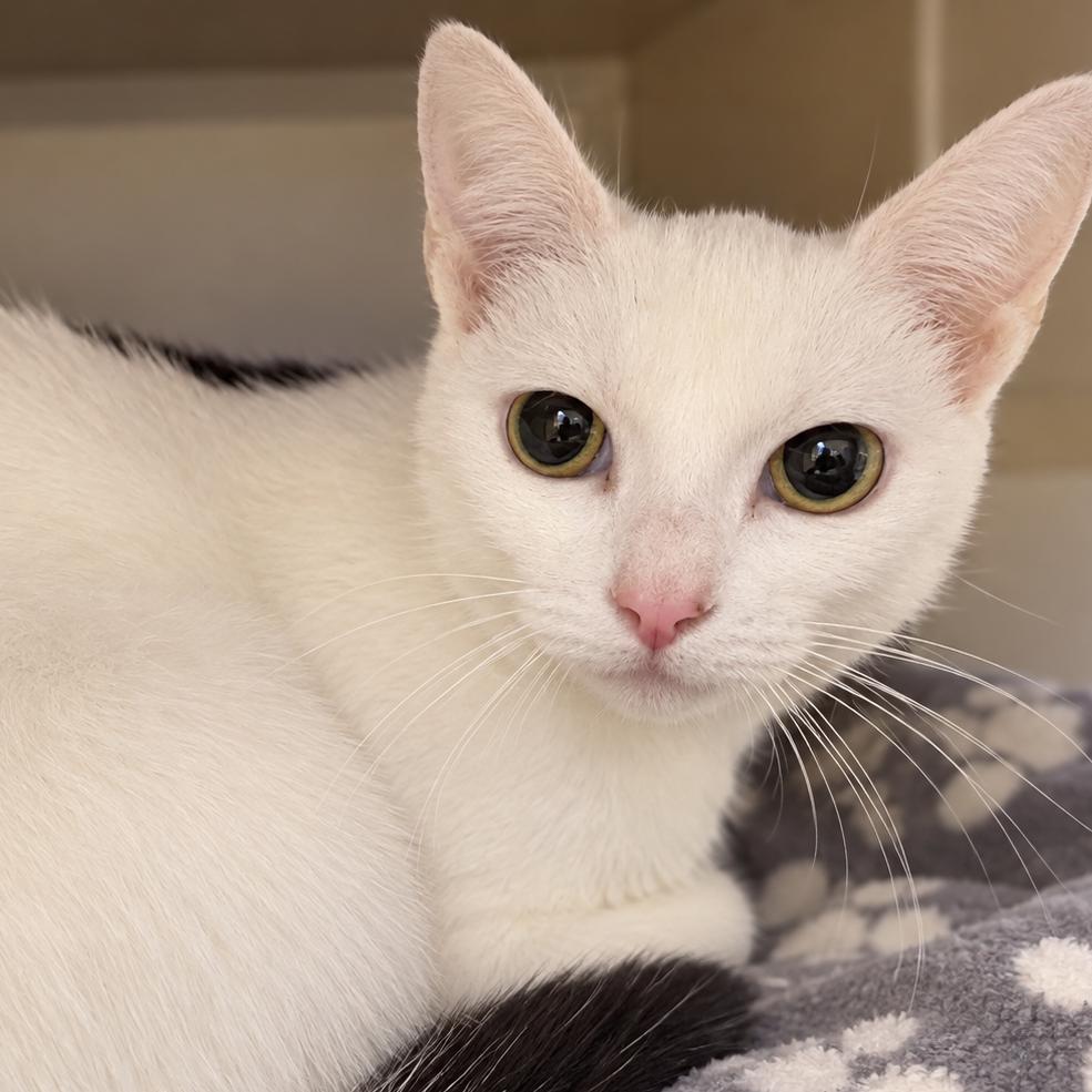 Enlarge Kitty Purry, a Adoptable Domestic Short Hair in Gloucester, VA image 1/1