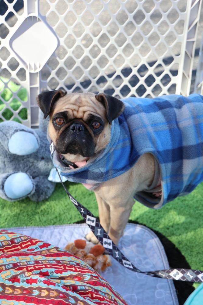 Enlarge Hermosa, a ADOPTABLE Pug in TUCSON, AZ image 2/3