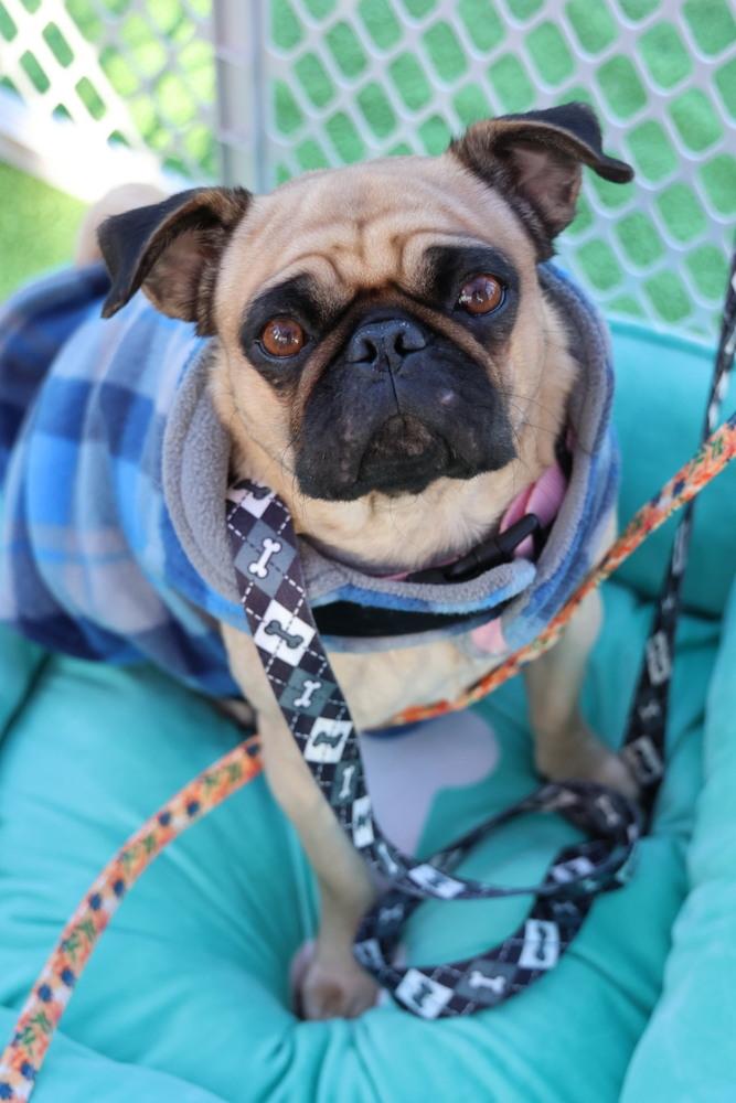 Hermosa, ADOPTABLE, Adult Female Pug.