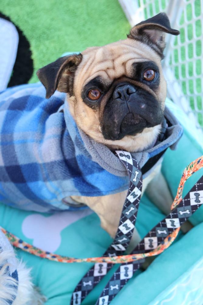 Enlarge Hermosa, a ADOPTABLE Pug in TUCSON, AZ image 3/3