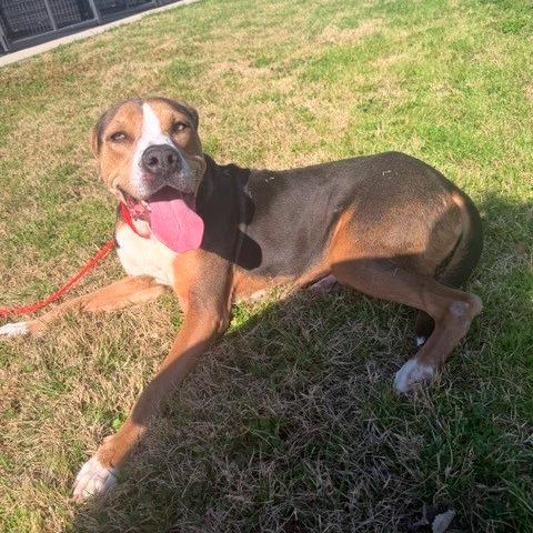 Enlarge Preston, a Adoptable mixed breed in Bryan, TX image 1/2