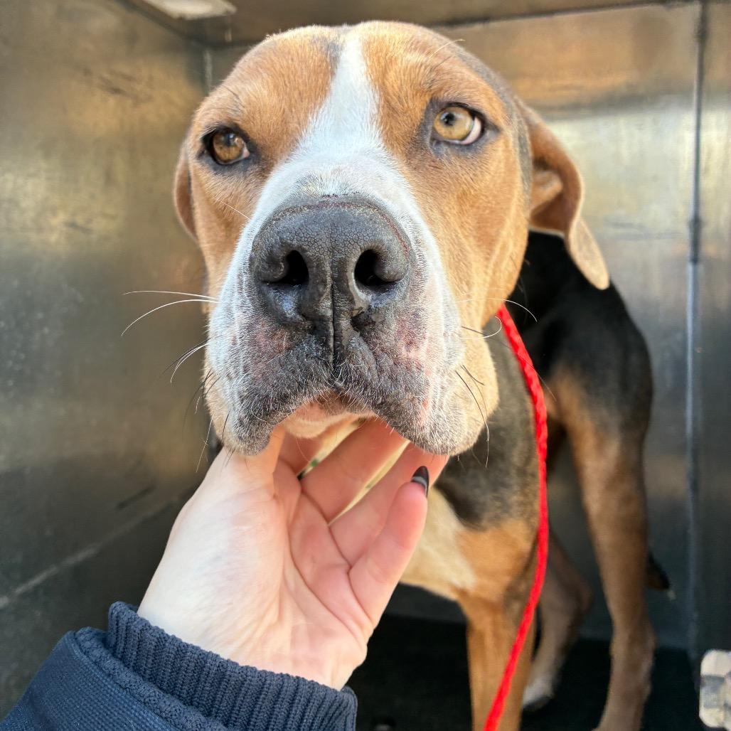 Enlarge Preston, a Adoptable mixed breed in Bryan, TX image 2/2