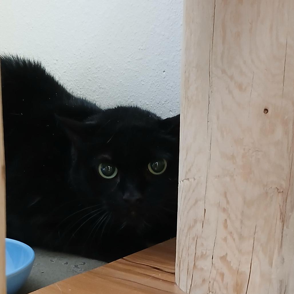 Midna, Adoptable, Senior Female American Shorthair.