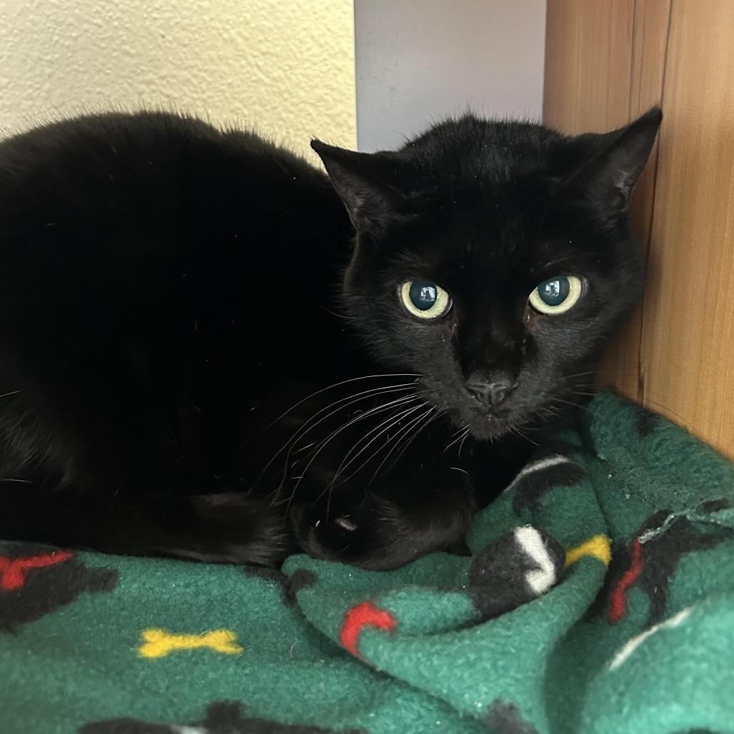 Enlarge Midna, a Adoptable American Shorthair in Cody, WY image 2/3