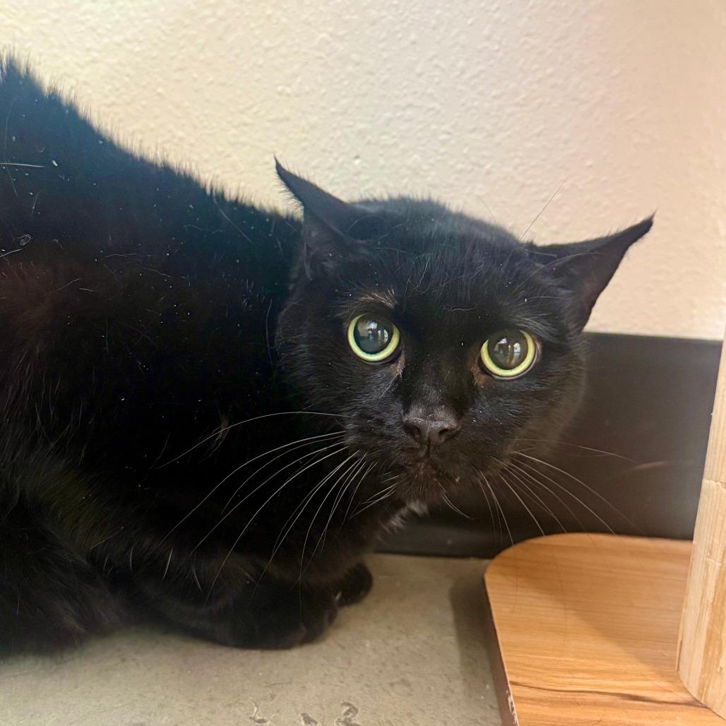 Enlarge Midna, a Adoptable American Shorthair in Cody, WY image 2/2