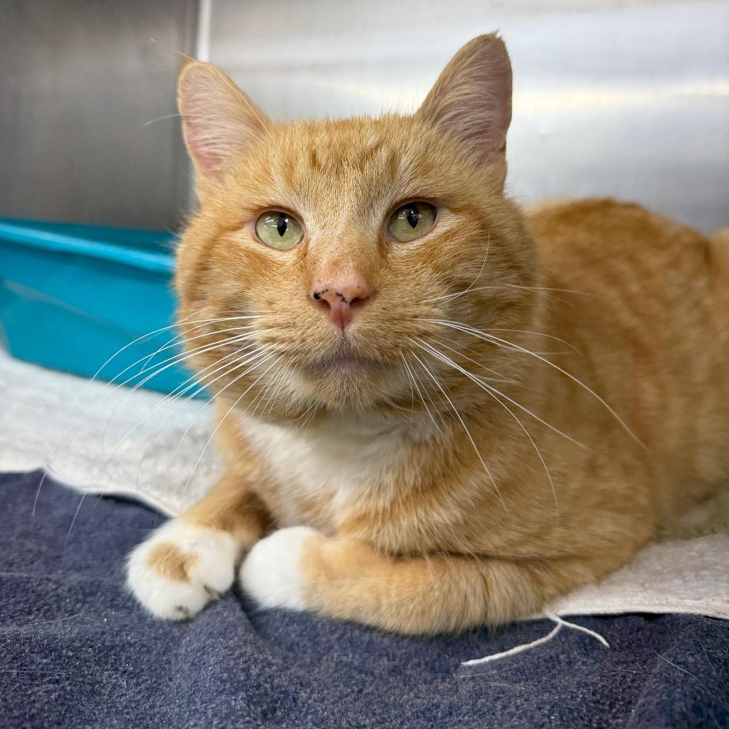 Sully, Adoptable, Adult Male Domestic Short Hair.