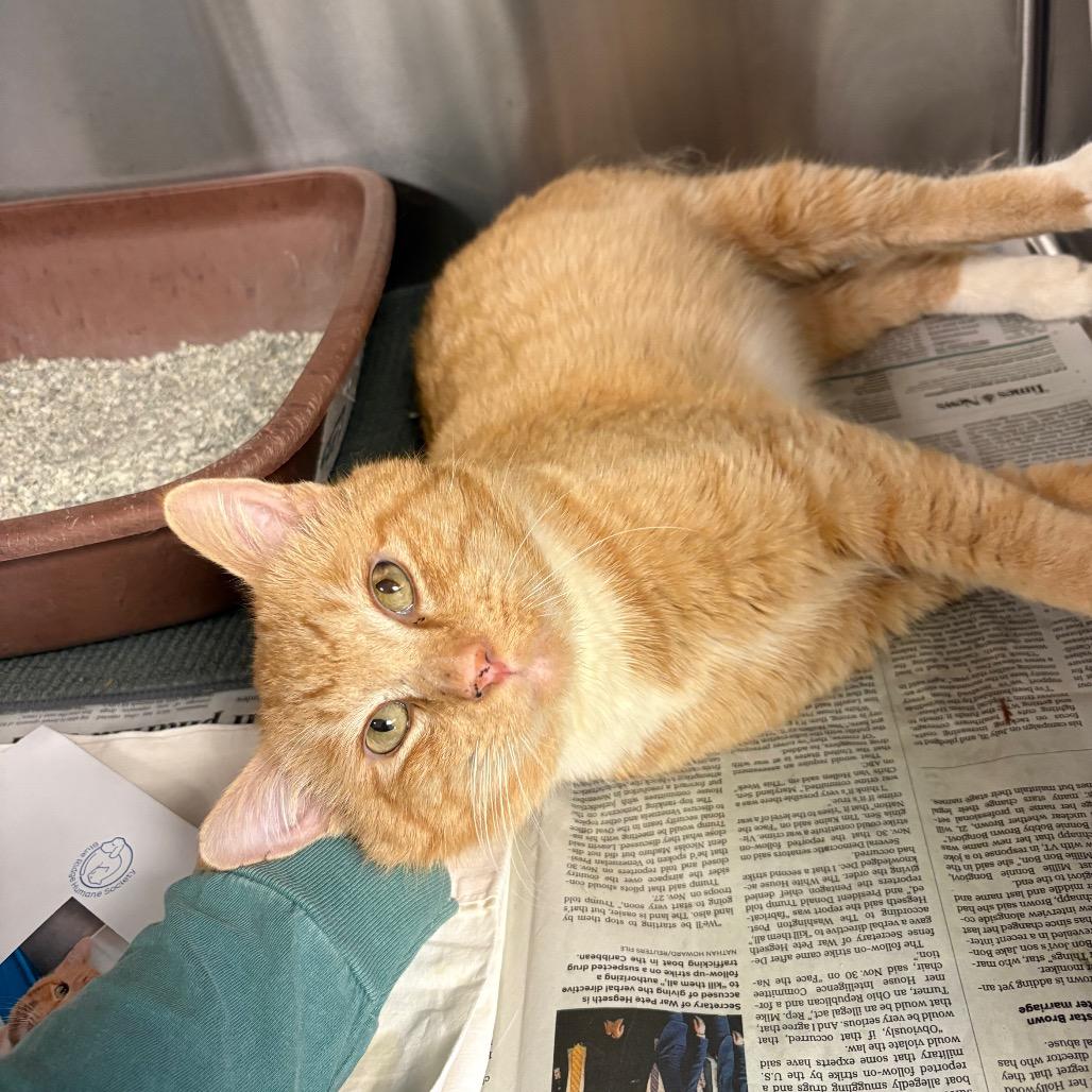 Enlarge Sully, a Adoptable Domestic Short Hair in Hendersonville, NC image 2/5