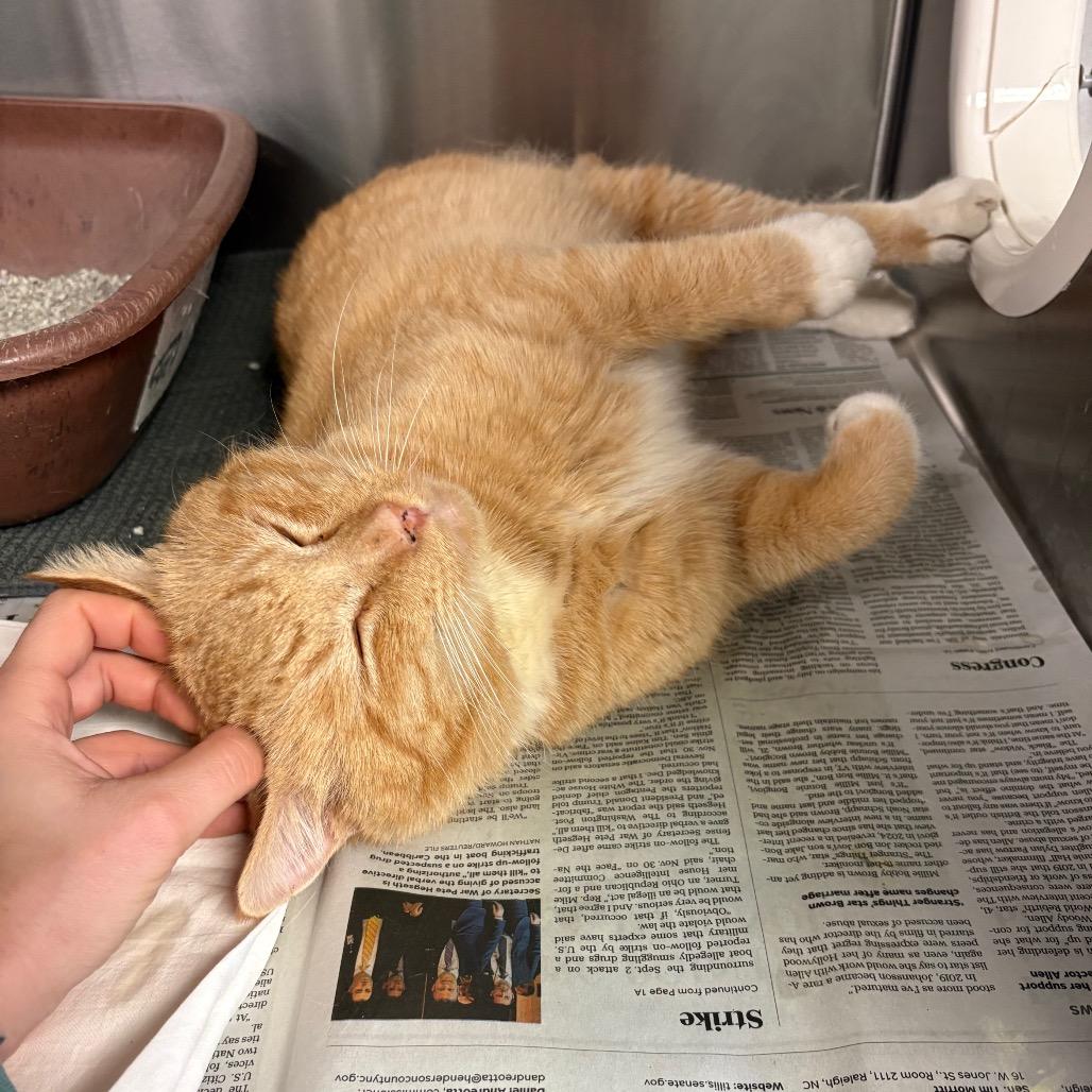 Enlarge Sully, a Adoptable Domestic Short Hair in Hendersonville, NC image 3/5