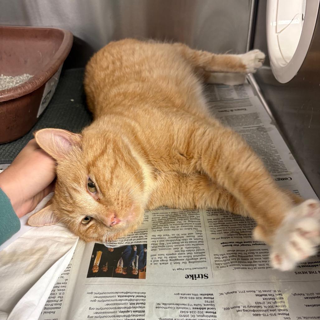 Enlarge Sully, a Adoptable Domestic Short Hair in Hendersonville, NC image 4/5