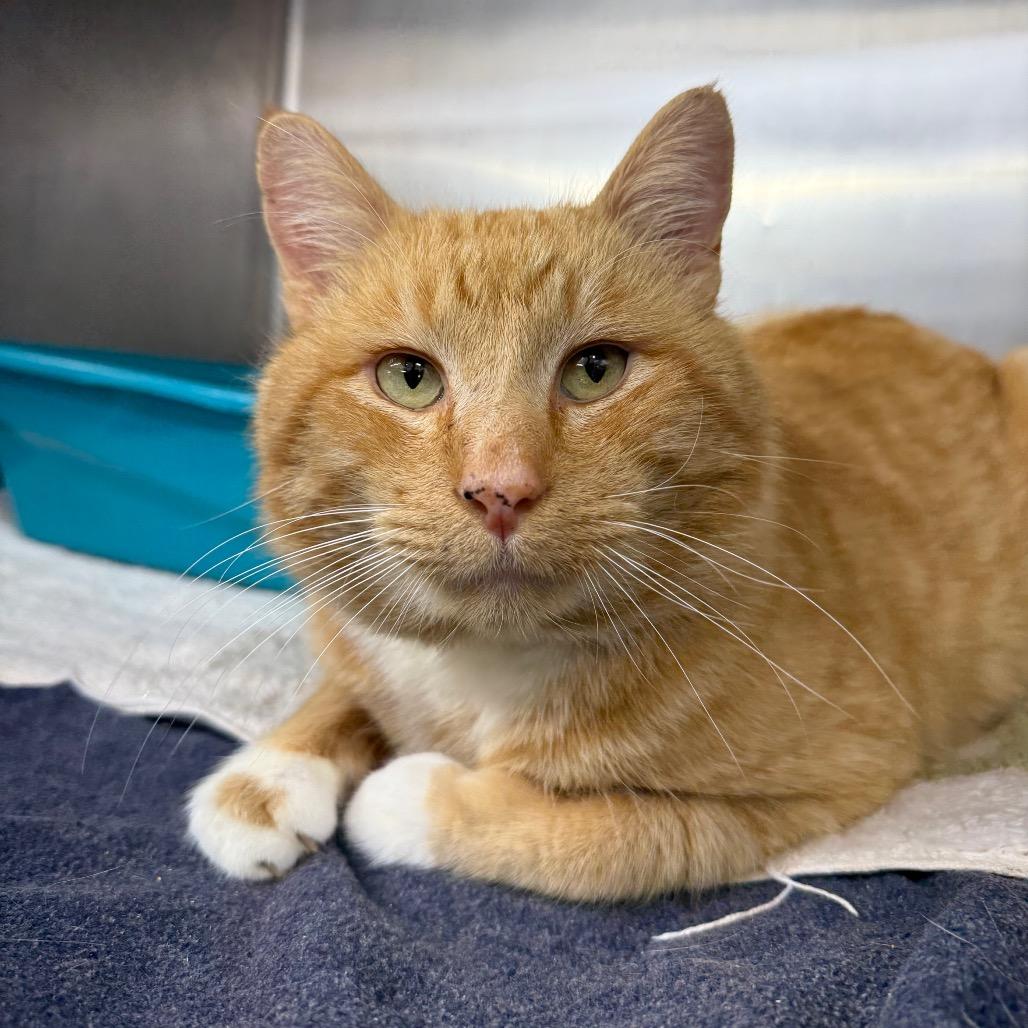 Enlarge Sully, a Adoptable Domestic Short Hair in Hendersonville, NC image 5/5