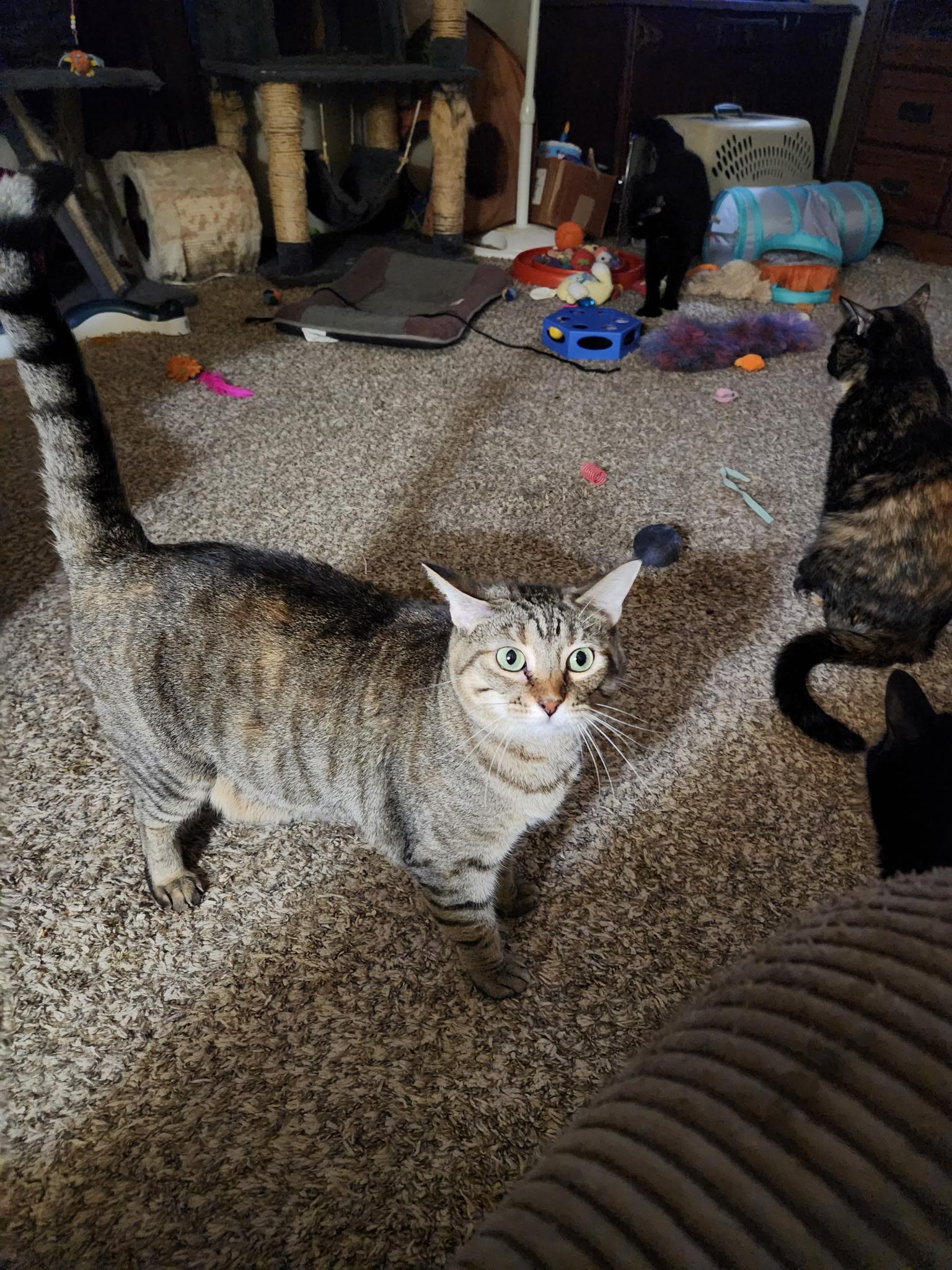 Basil, Adoptable, Kitten Female Domestic Short Hair.