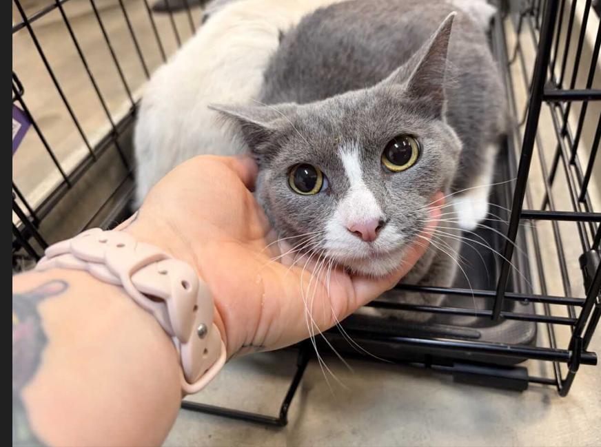 Kamea, ADOPTABLE, Young Female Domestic Short Hair.