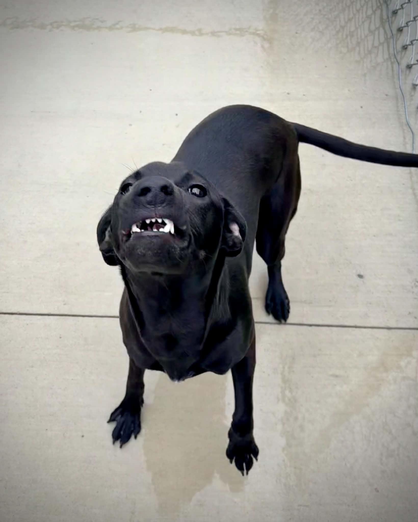 Enlarge Amie, an adopted mixed breed in Kalamazoo, MI image 2/6