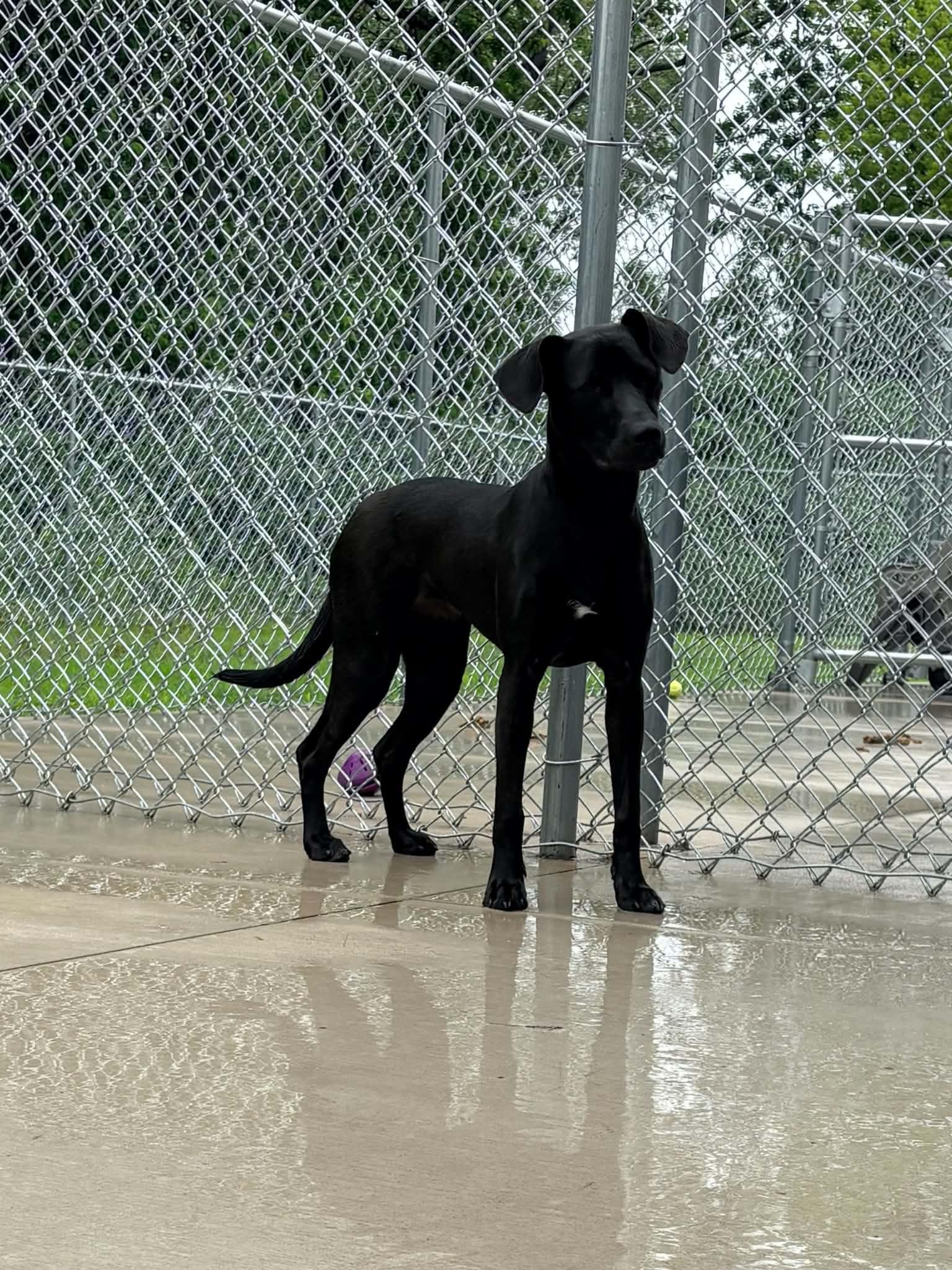 Enlarge Amie, an adopted mixed breed in Kalamazoo, MI image 1/6
