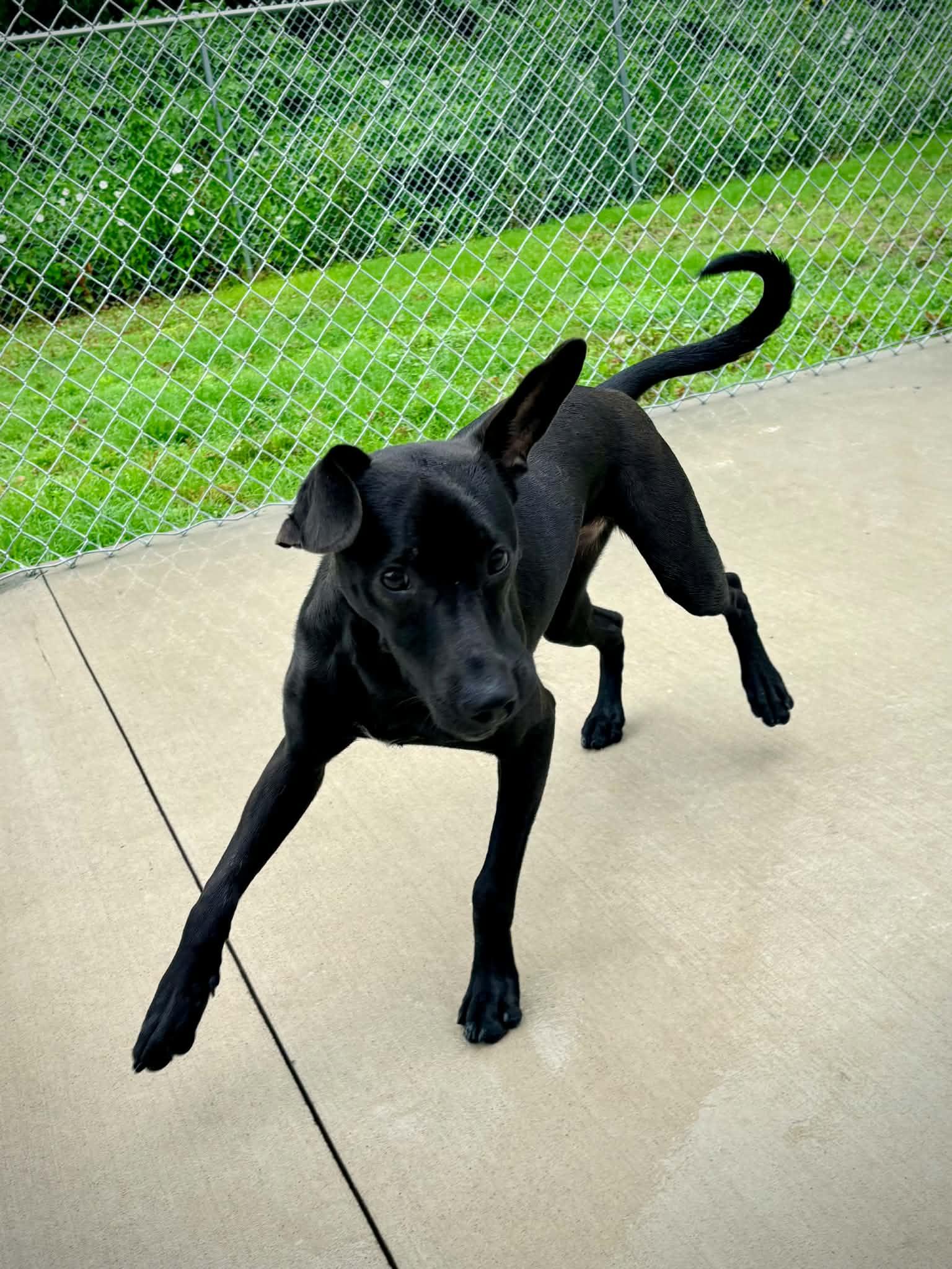 Enlarge Amie, an adopted mixed breed in Kalamazoo, MI image 5/6