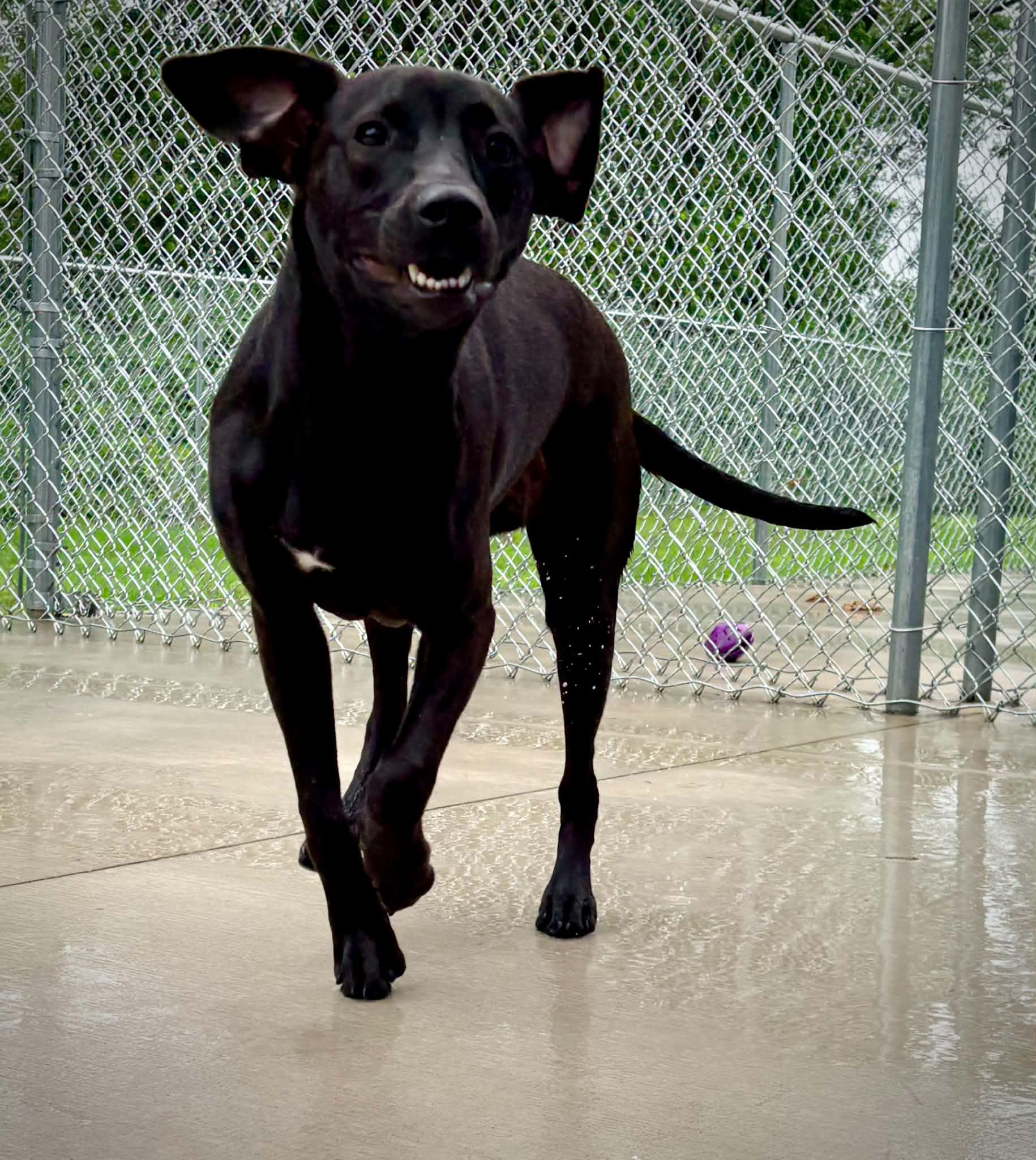 Enlarge Amie, an adopted mixed breed in Kalamazoo, MI image 6/6