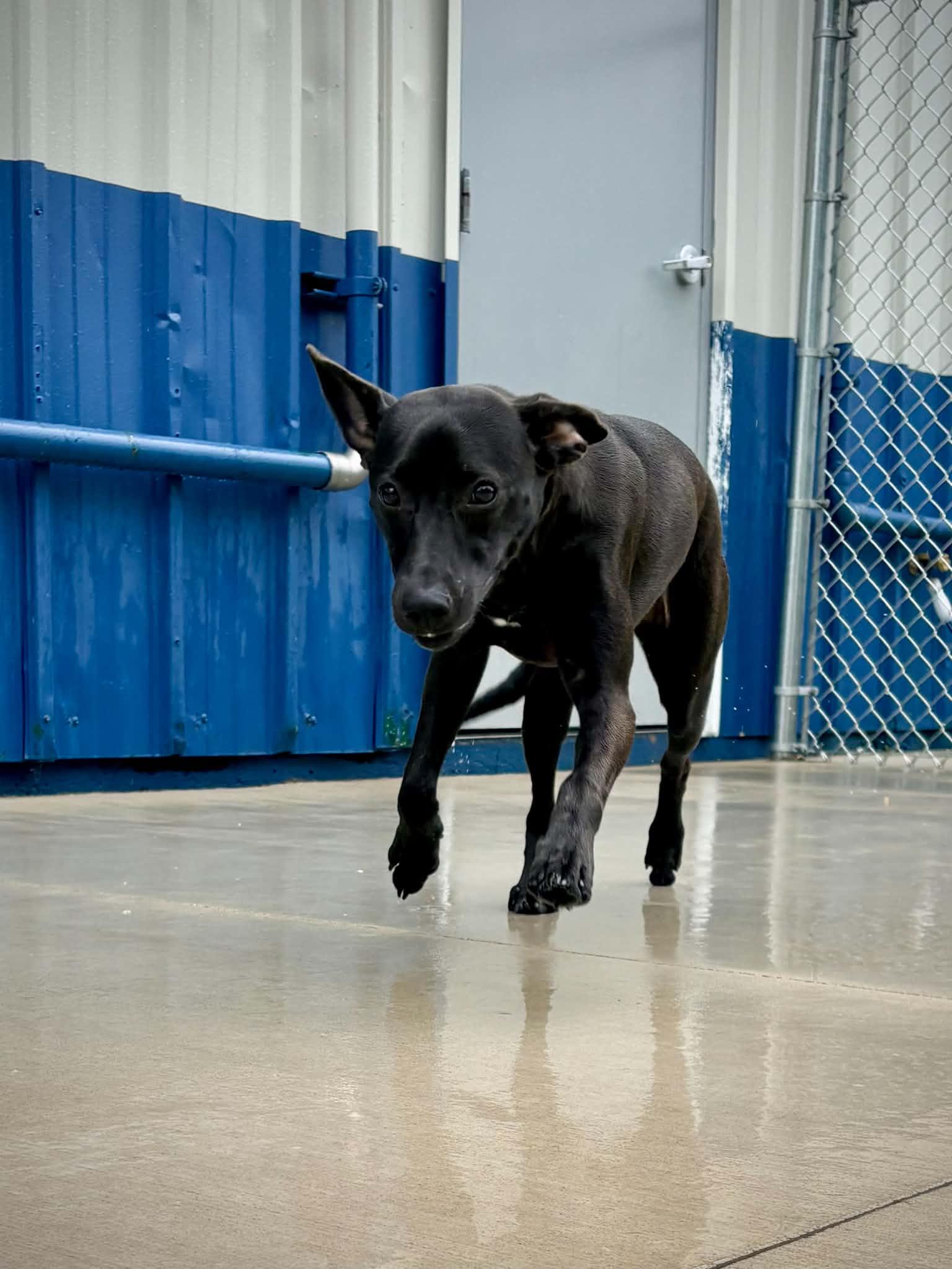 Enlarge Amie, an adopted mixed breed in Kalamazoo, MI image 3/6