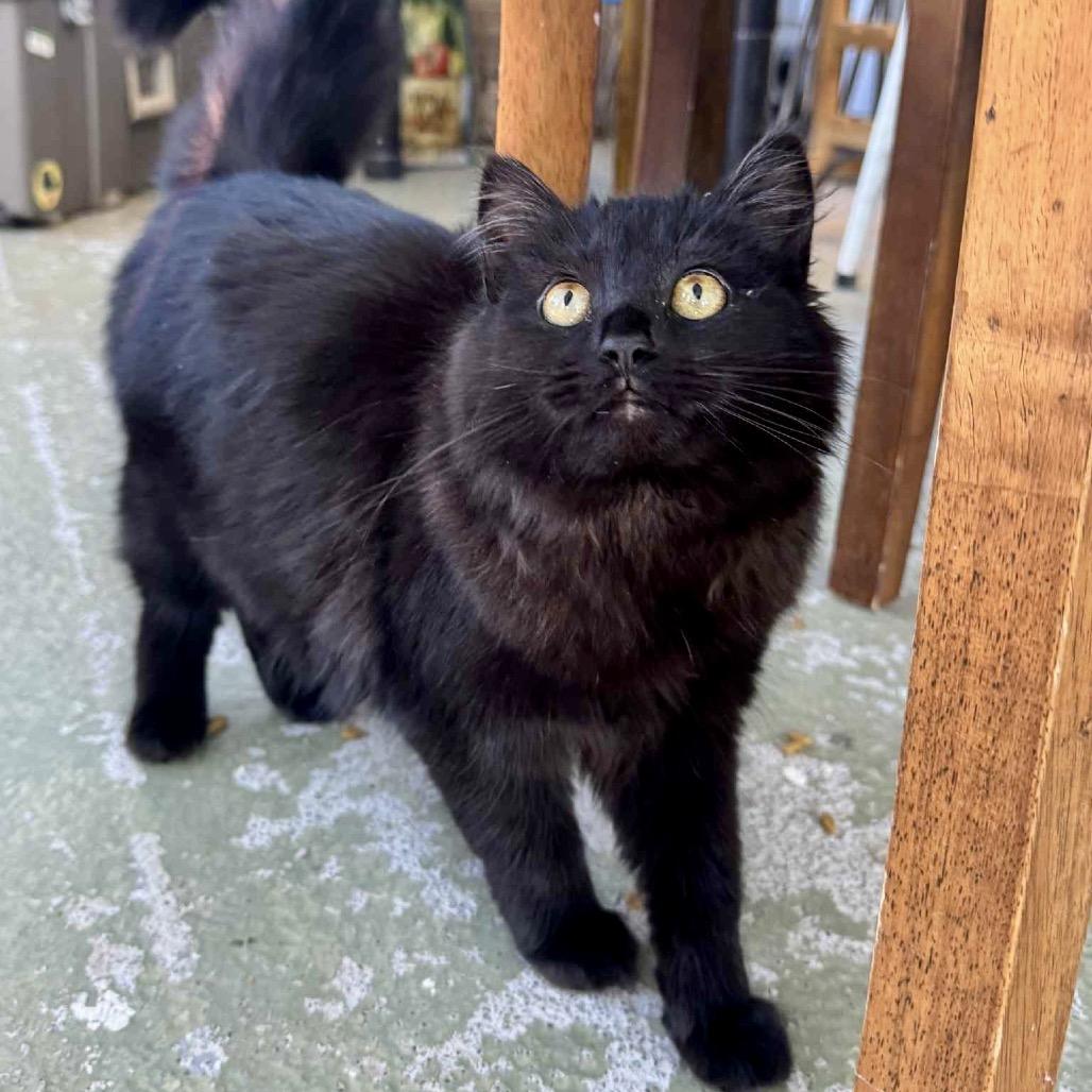Fluffy, a Adoptable Domestic Long Hair in Fairfax, VA image 3/3