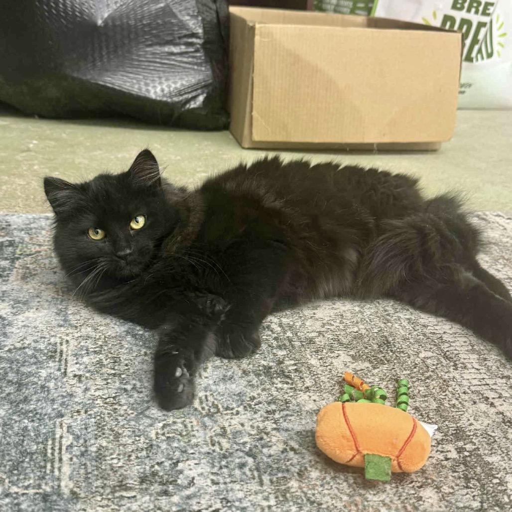 Fluffy, Adoptable, Young Female Domestic Long Hair.