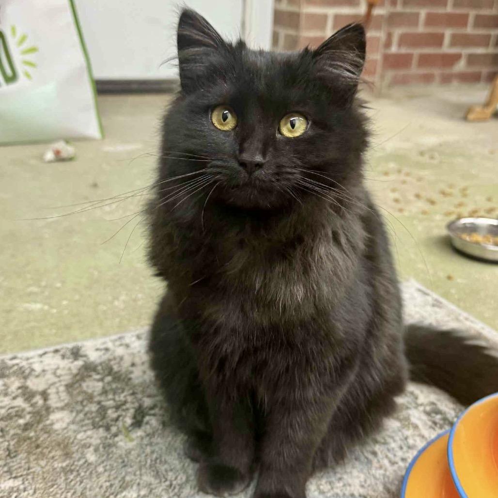 Fluffy, a Adoptable Domestic Long Hair in Fairfax, VA image 2/3