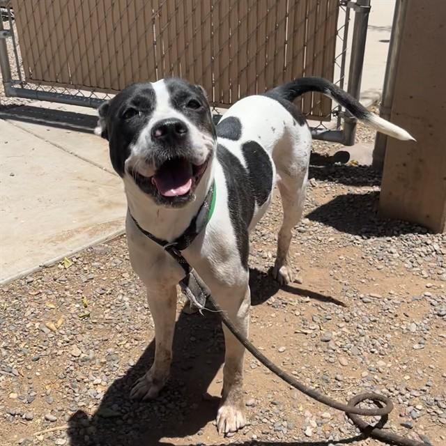 PIPER, Adoptable, Young Female Pit Bull Terrier & Mixed Breed.