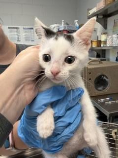 ARIES, Adoptable, Kitten Male Domestic Medium Hair.