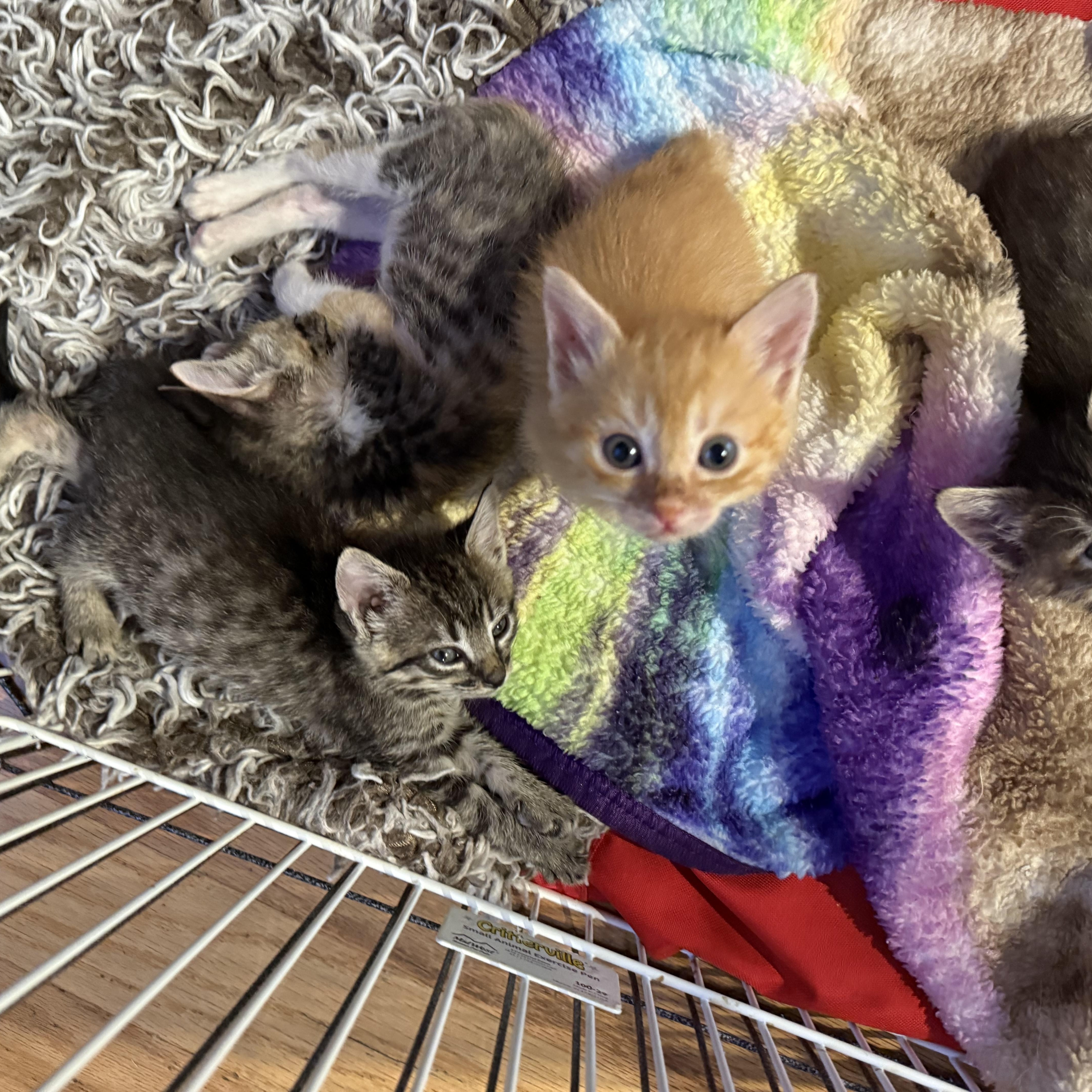 Enlarge Calypso, an adopted mixed breed in Tracy, CA image 2/2