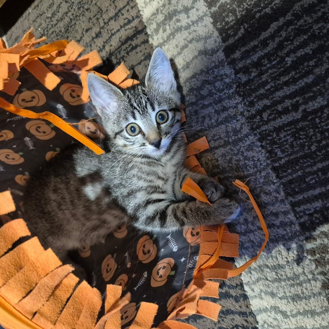 Calypso, adopted, Kitten Female Domestic Short Hair & Tiger.