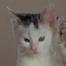 Enlarge Valentino, an adopted Domestic Short Hair in Eureka, CA image 2/3