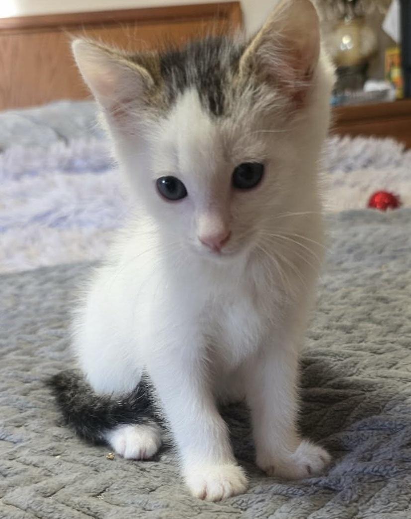 Valentino, adopted, Kitten Male Domestic Short Hair.