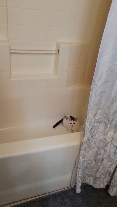 Enlarge Valentino, an adopted Domestic Short Hair in Eureka, CA video 3/3