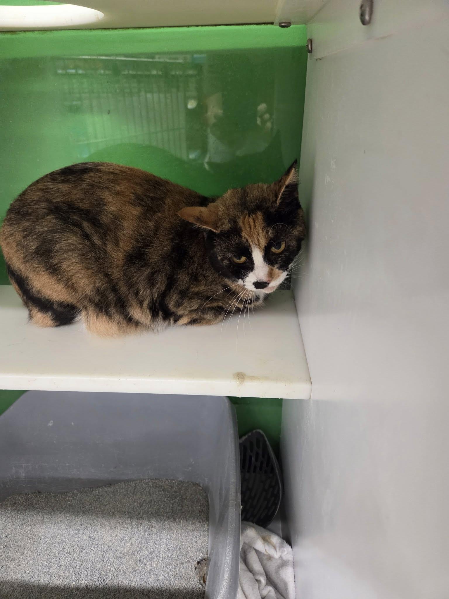 Enlarge Tamala, a Adoptable Calico in Cleveland, OH image 2/6