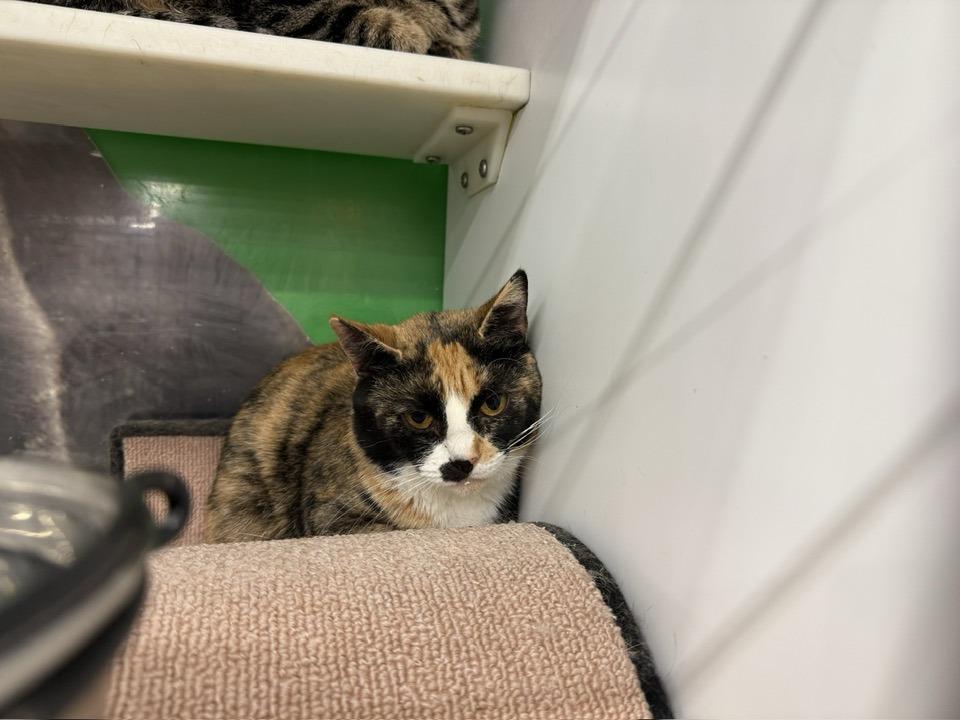 Enlarge Tamala, a Adoptable Calico in Cleveland, OH image 3/6