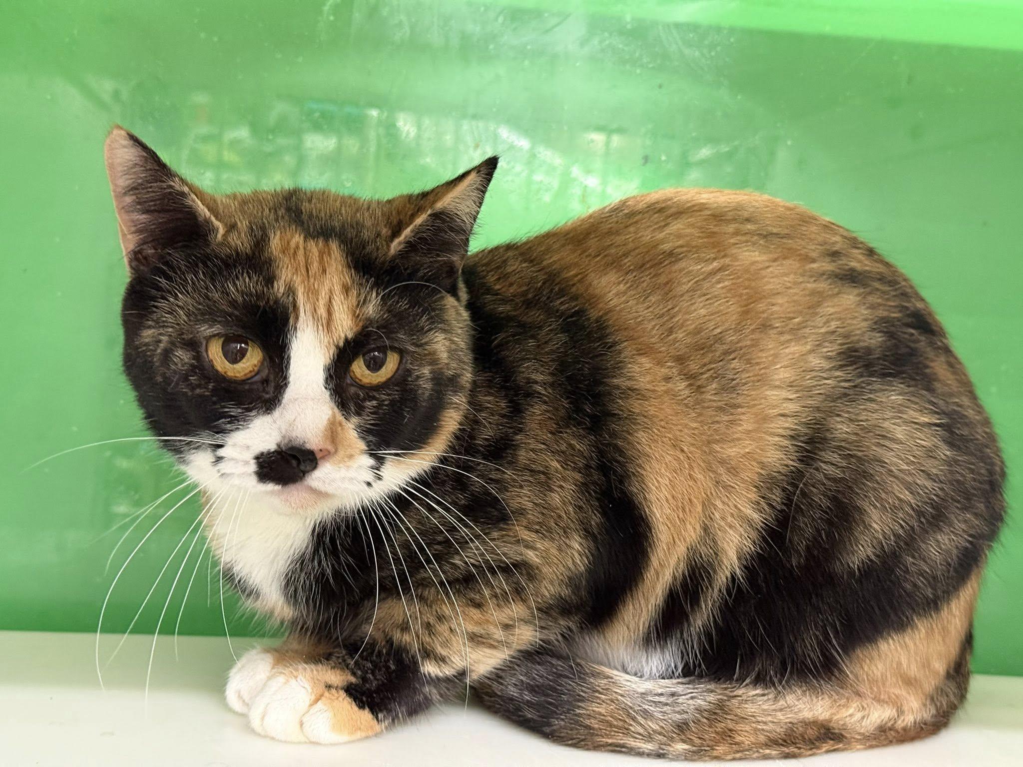 Enlarge Tamala, a Adoptable Calico in Cleveland, OH image 1/6