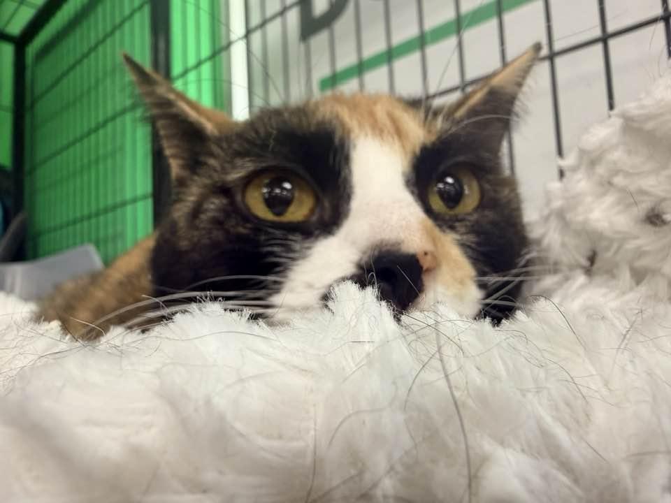 Enlarge Tamala, a Adoptable Calico in Cleveland, OH image 6/6