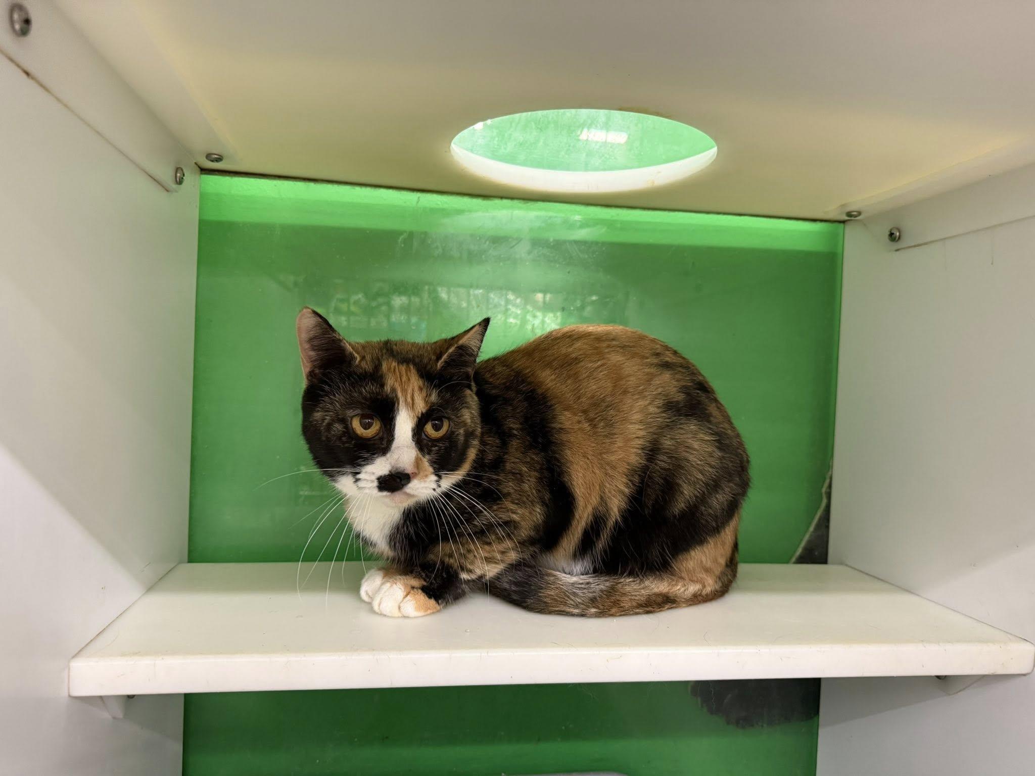 Enlarge Tamala, a Adoptable Calico in Cleveland, OH image 4/6