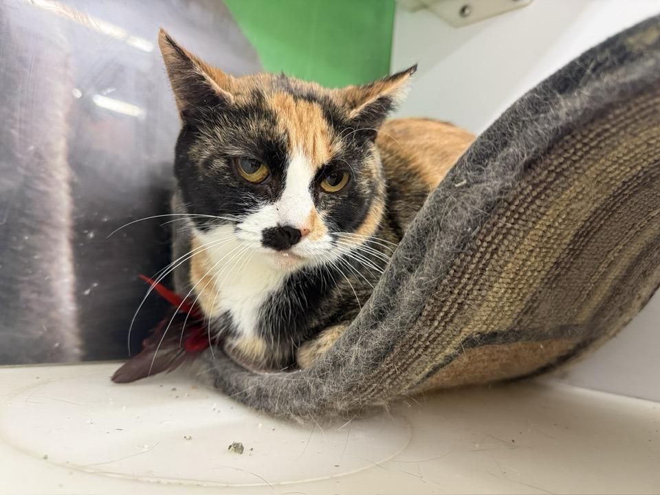 Enlarge Tamala, a Adoptable Calico in Cleveland, OH image 5/6