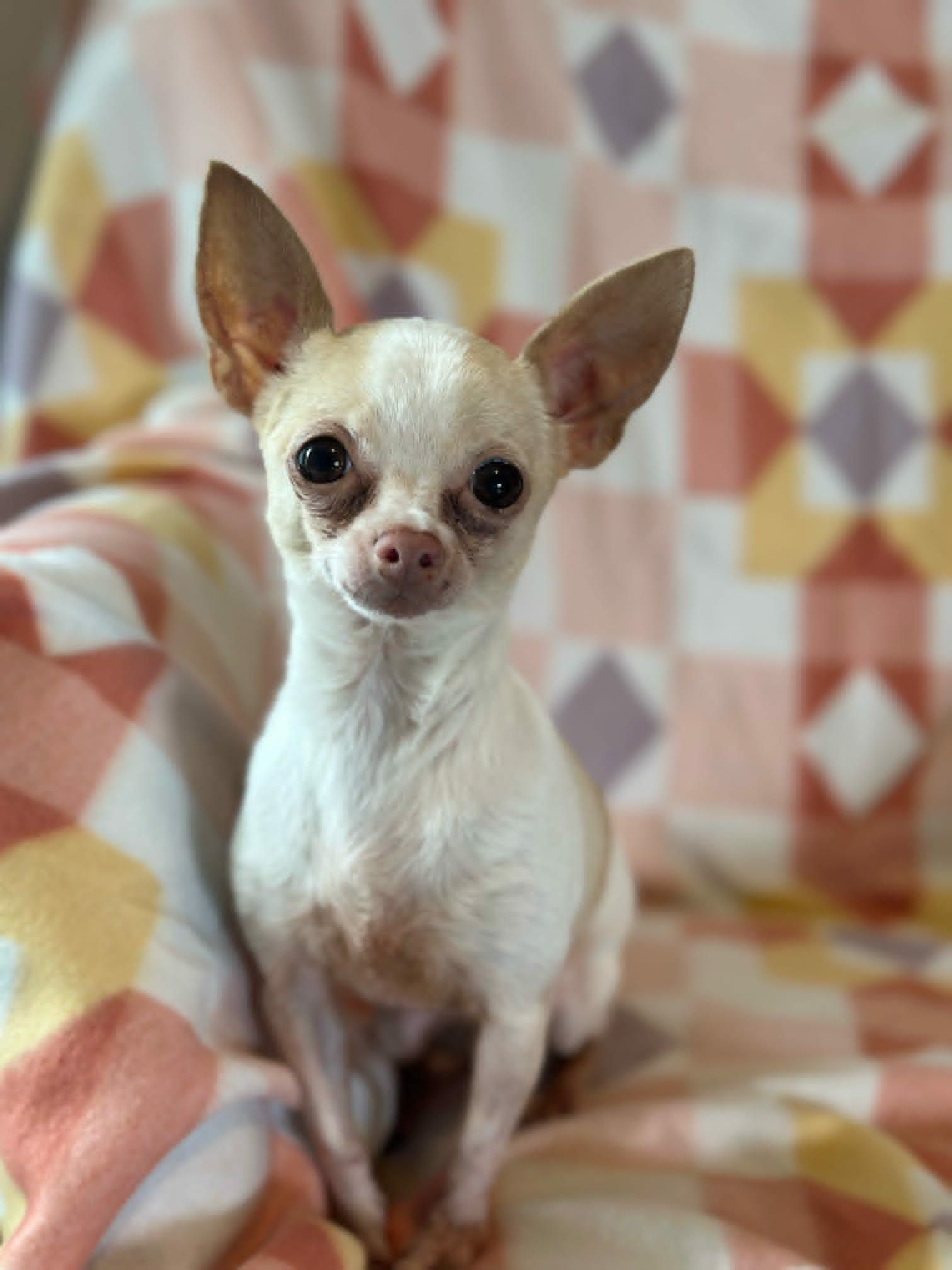Lolita (Read description), ADOPTABLE, Senior Female Chihuahua.