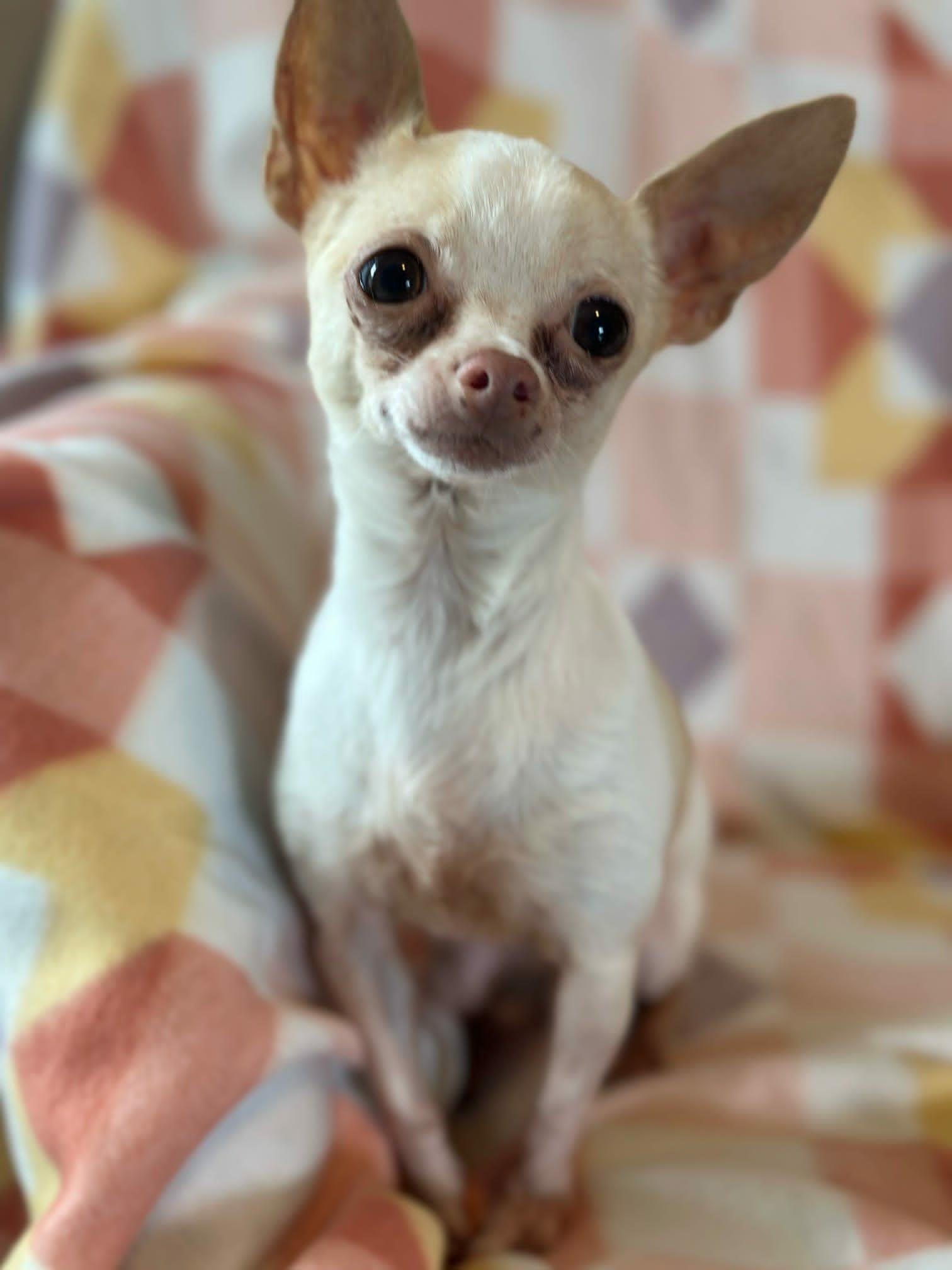 Lolita (Read description), a ADOPTABLE Chihuahua in De Pere, WI image 2/3