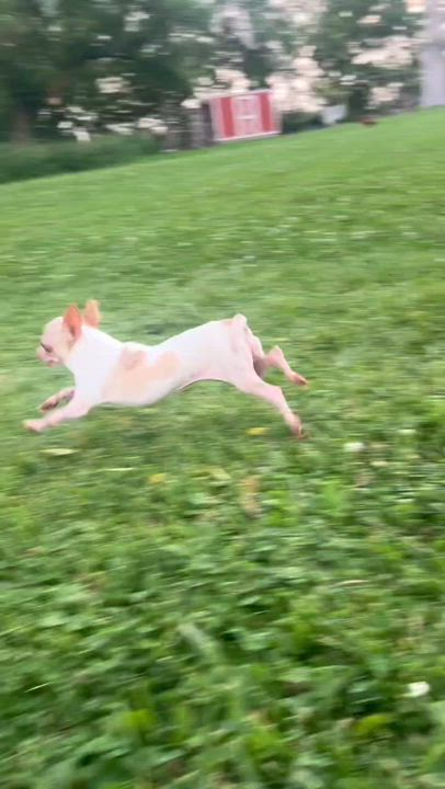 Enlarge Lolita (Read description), a ADOPTABLE Chihuahua in De Pere, WI video 3/3