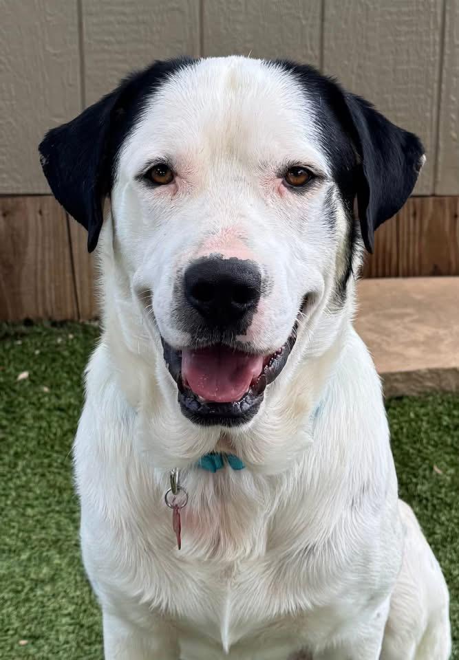 Ted, ADOPTABLE, Adult Male English Pointer & Labrador Retriever.