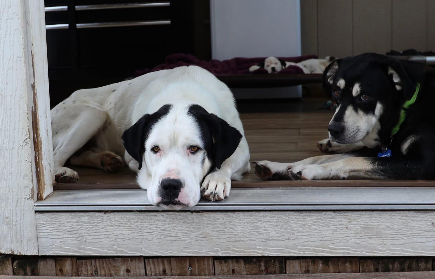 Enlarge Ted, a ADOPTABLE mixed breed in Southlake, TX image 3/6