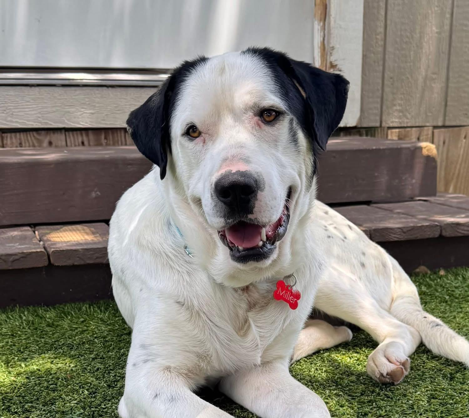 Enlarge Ted, a ADOPTABLE mixed breed in Southlake, TX image 2/6