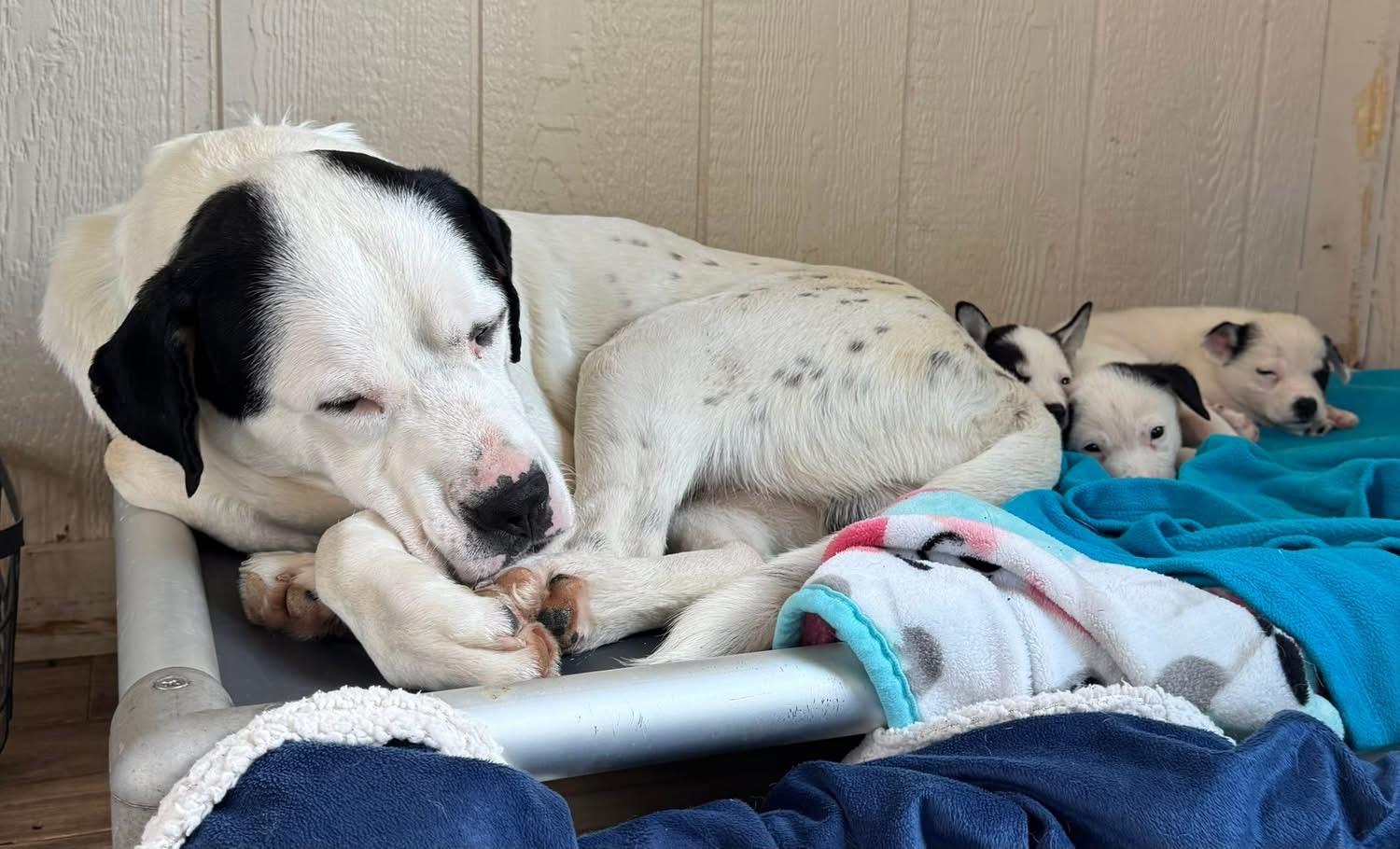 Enlarge Ted, a ADOPTABLE mixed breed in Southlake, TX image 5/6