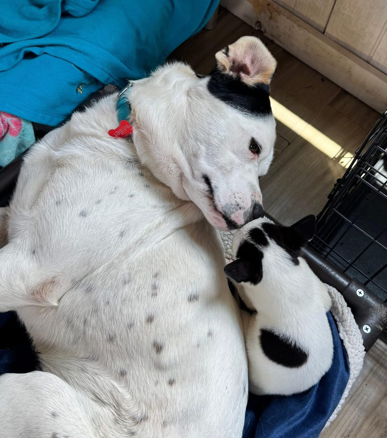 Enlarge Ted, a ADOPTABLE mixed breed in Southlake, TX image 4/6