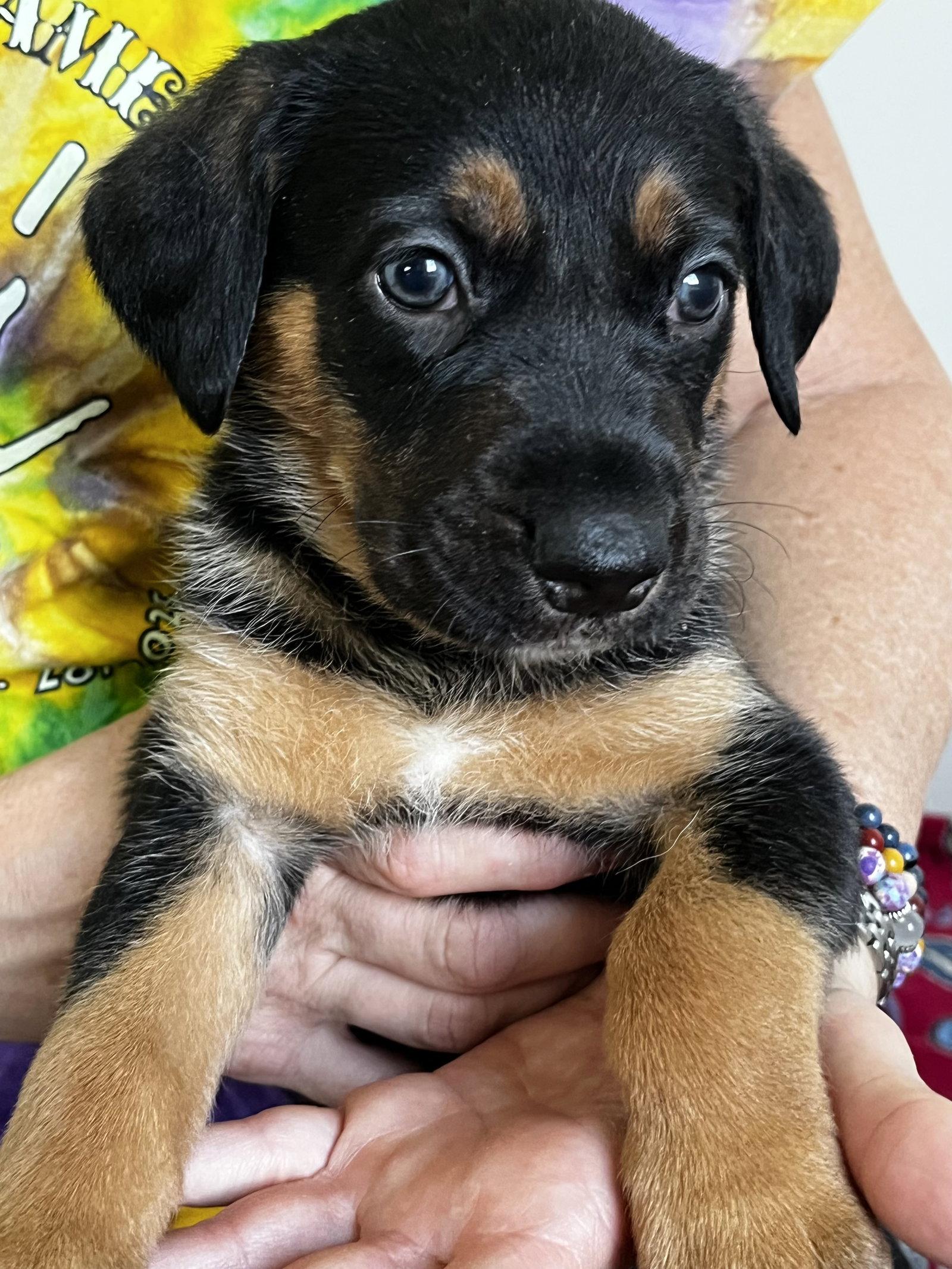 Flint, a Adopted mixed breed in Mooresville, NC image 2/3