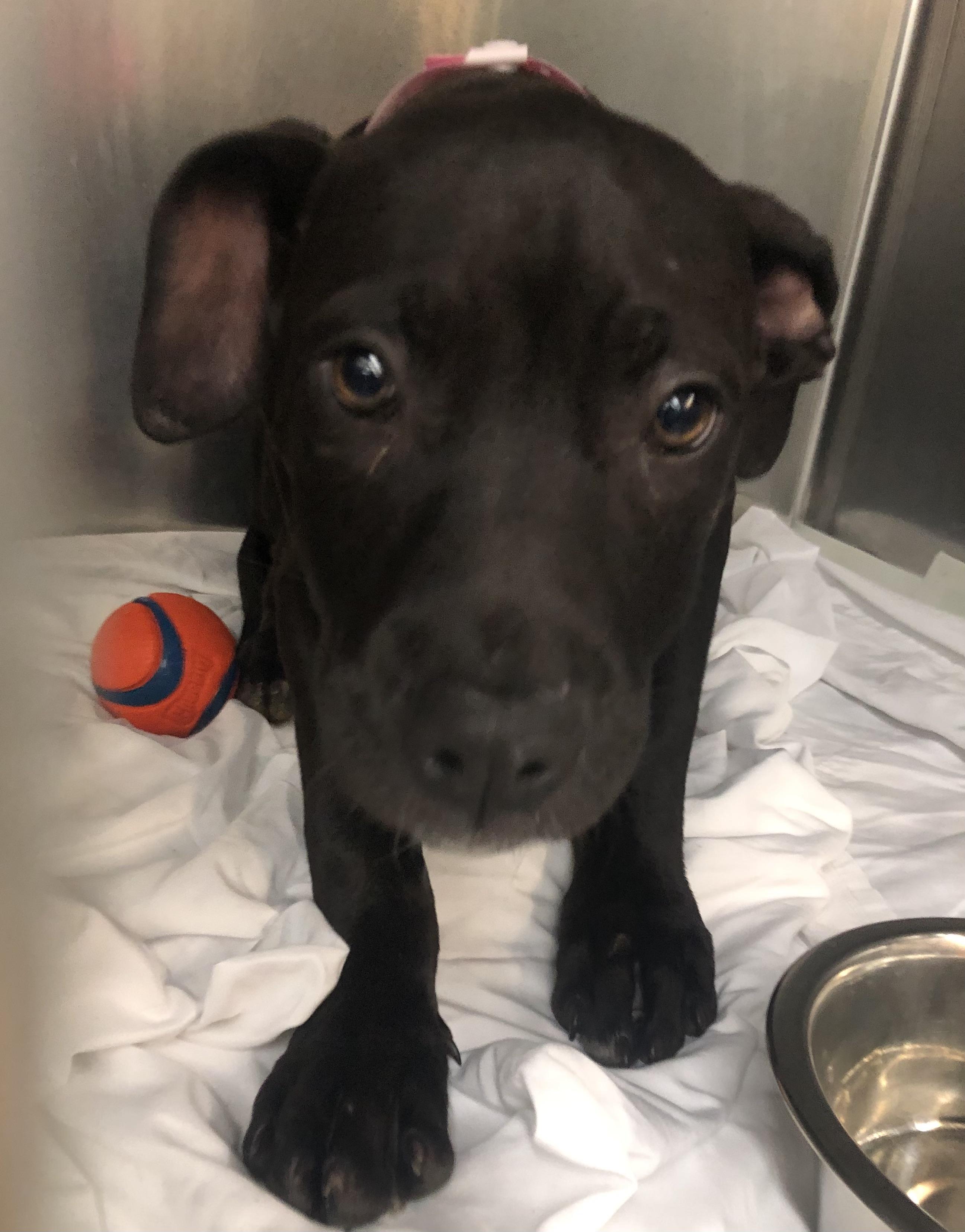 Marsha, ADOPTABLE, Puppy Female Labrador Retriever.