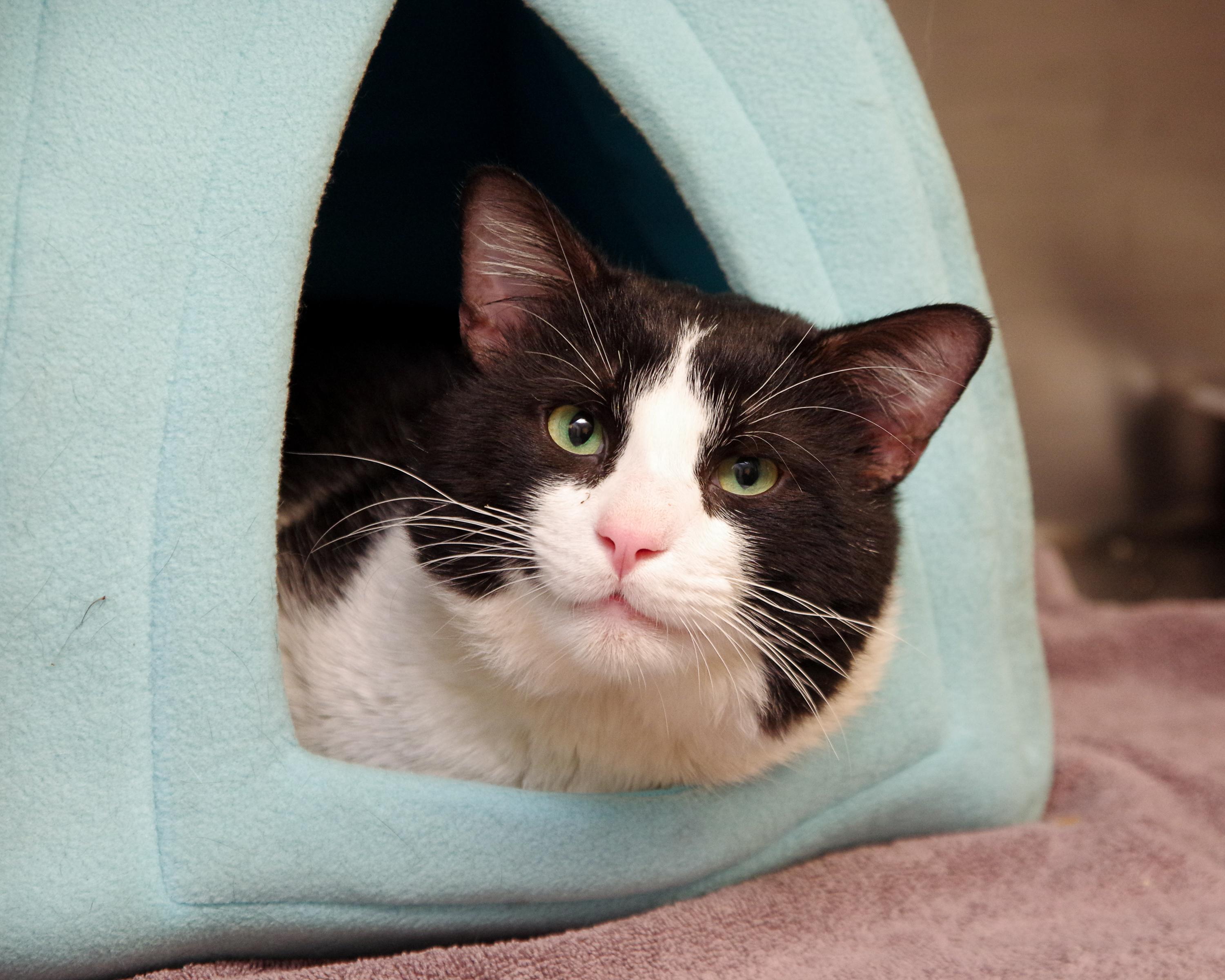 Enlarge Tombo, a Adoptable American Shorthair in Scituate, MA image 1/1