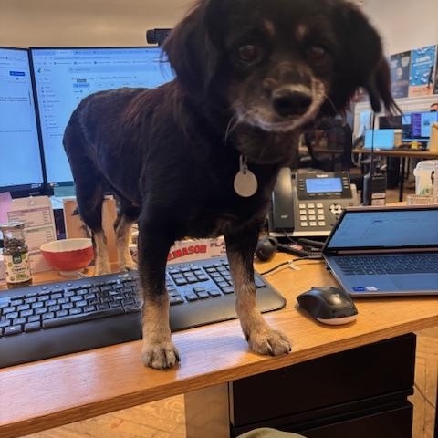 Enlarge Almond, a Adoptable mixed breed in New York, NY image 5/6